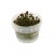 Ludwigia sp. Super Mini Red, 1 vnt